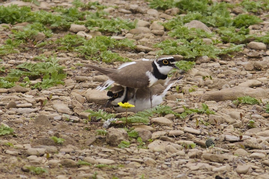 Little Ringed Plover - ML619579058