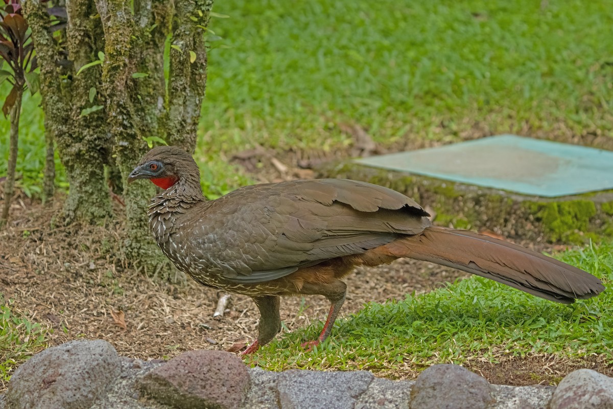 Crested Guan - Vic Hubbard