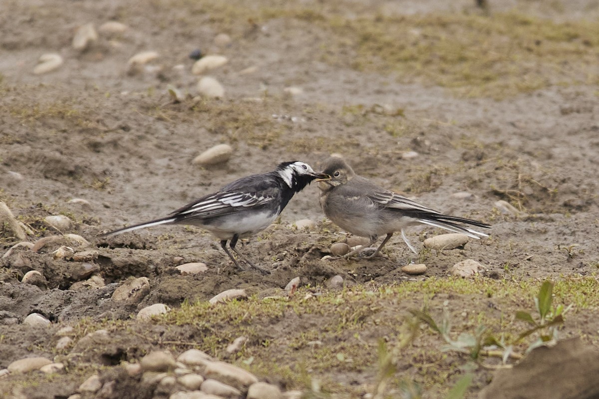 White Wagtail - Niall Bell