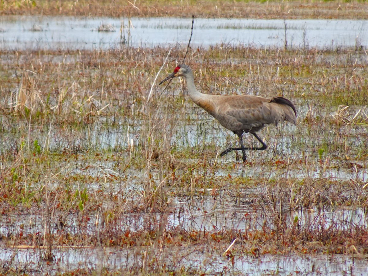 Sandhill Crane - ML619579075