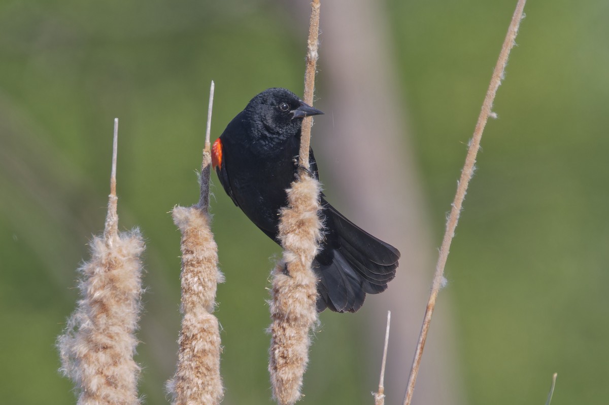 Red-winged Blackbird - Mario St-Gelais