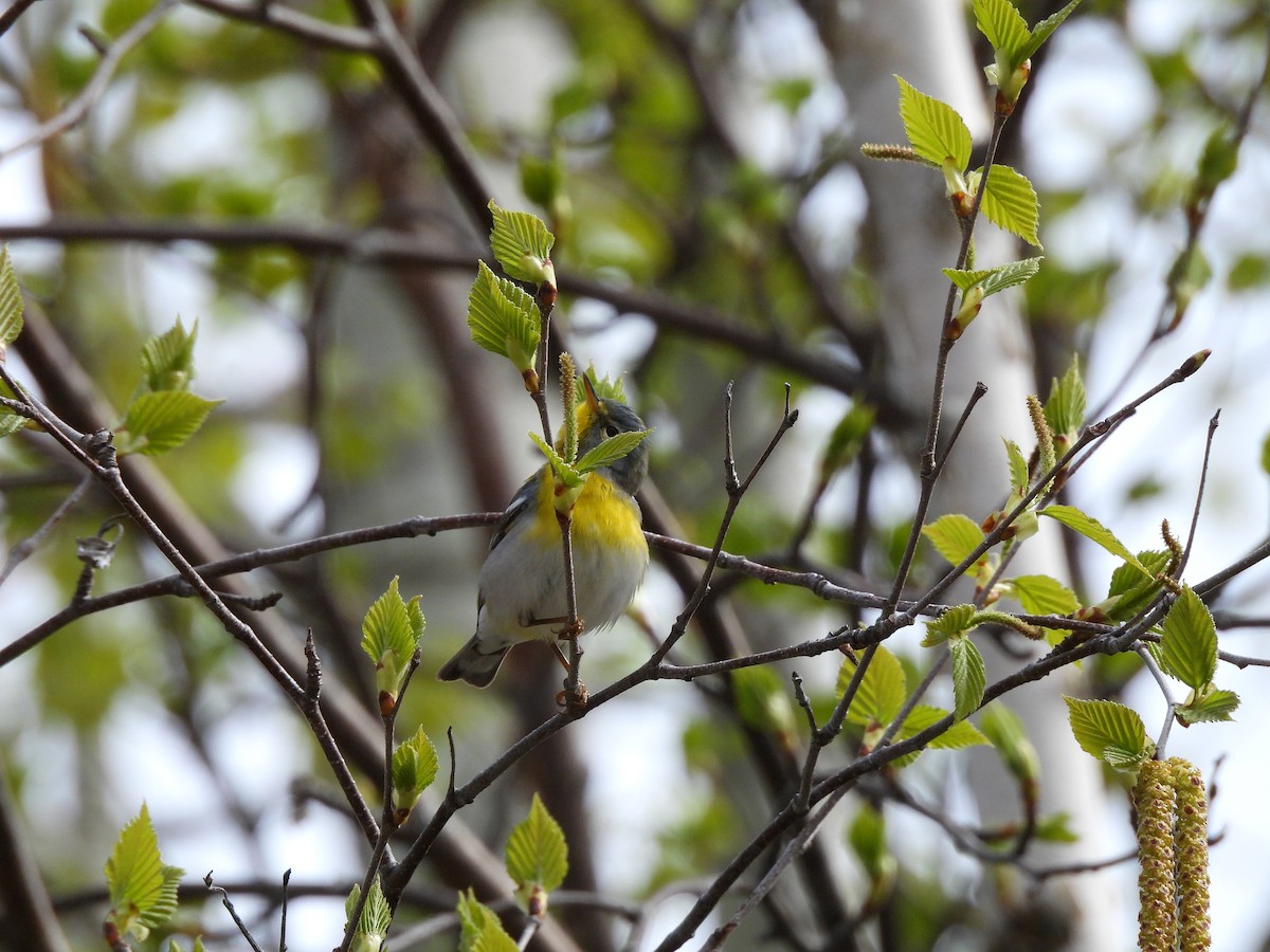 Nashville Warbler - Manon Côté