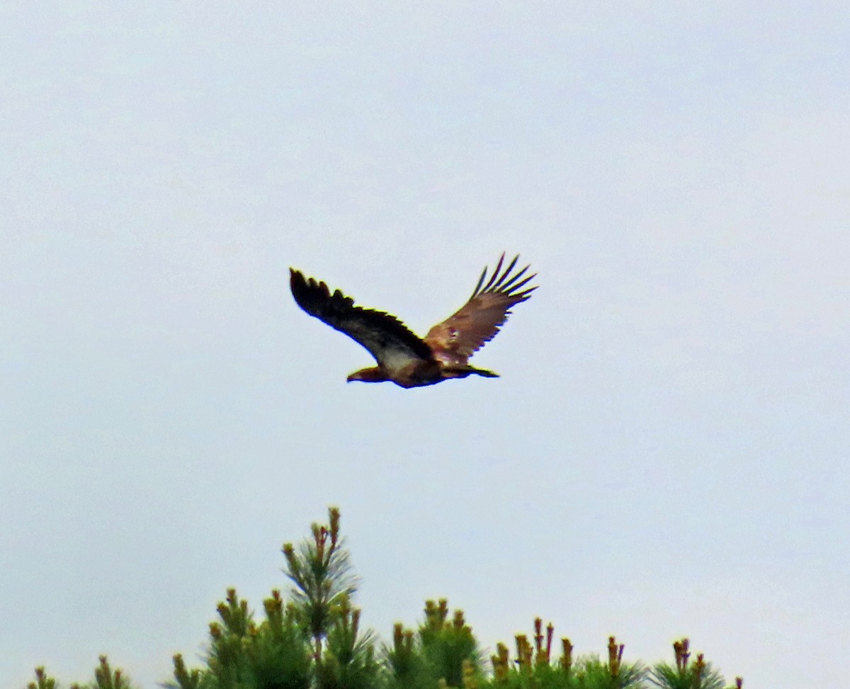 Bald Eagle - JoAnn Potter Riggle 🦤