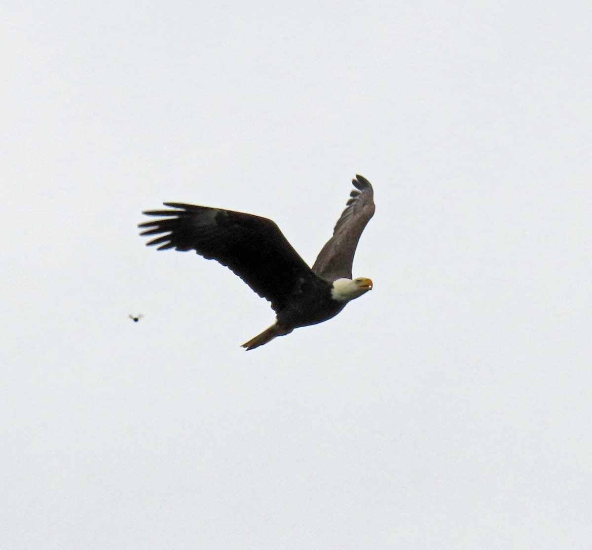 Bald Eagle - JoAnn Potter Riggle 🦤