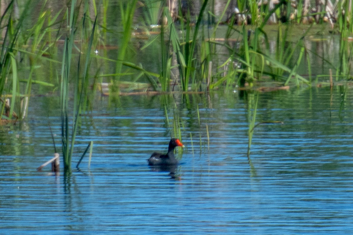 Common Gallinule - ML619579088