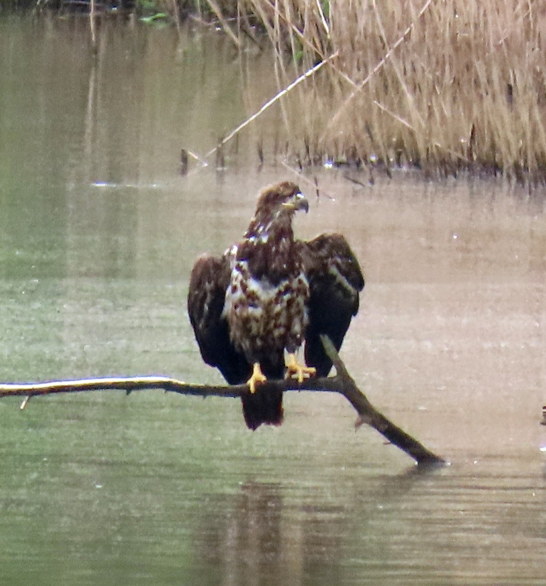 Bald Eagle - JoAnn Potter Riggle 🦤