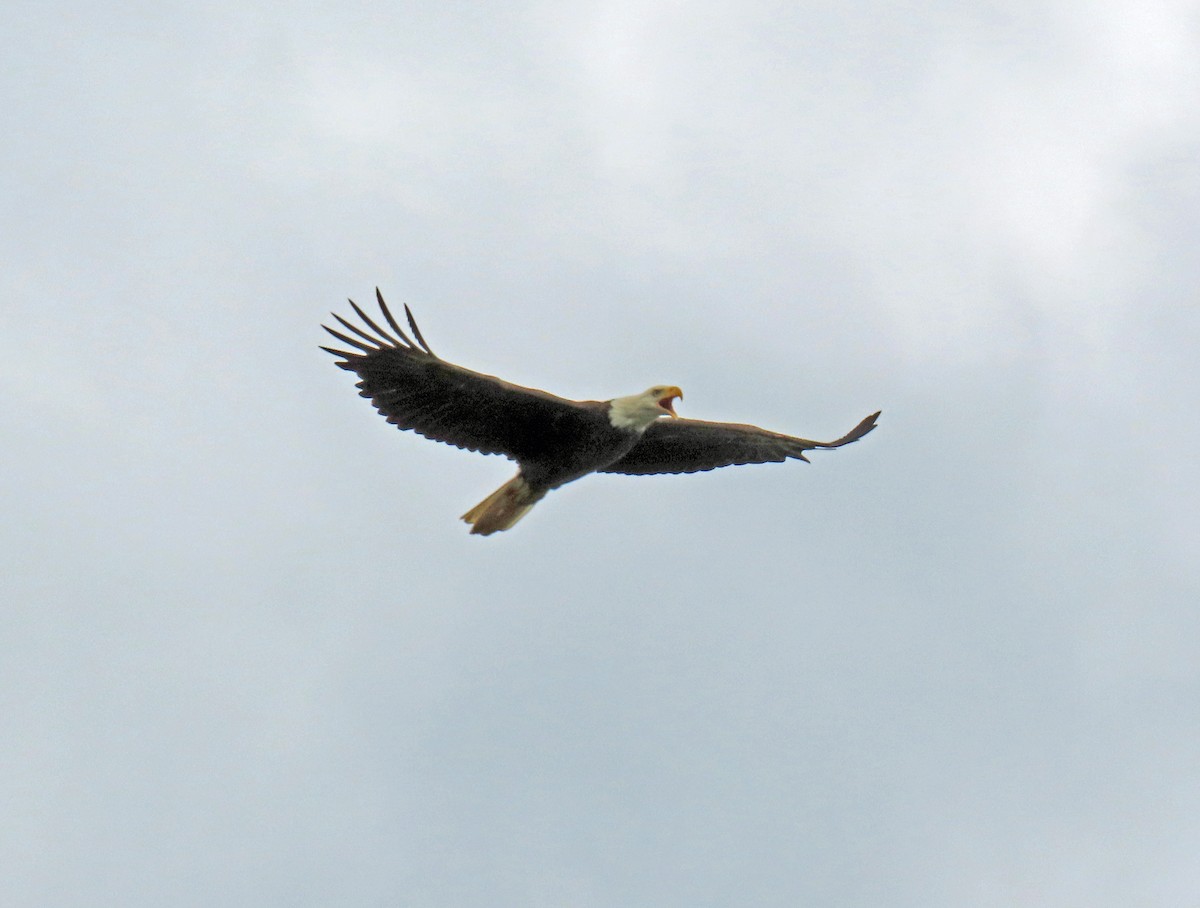 Bald Eagle - JoAnn Potter Riggle 🦤