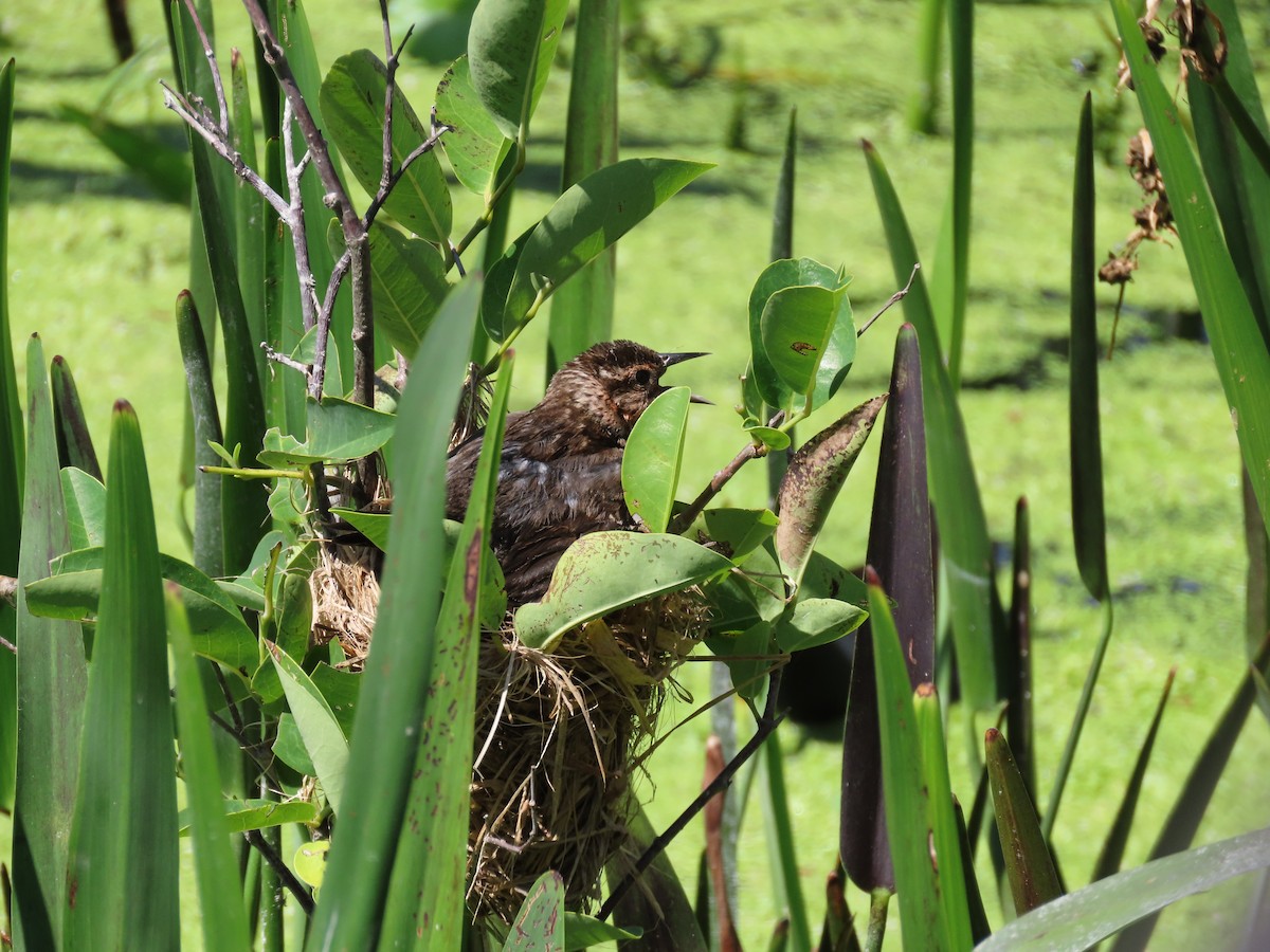 Red-winged Blackbird - Susan Young