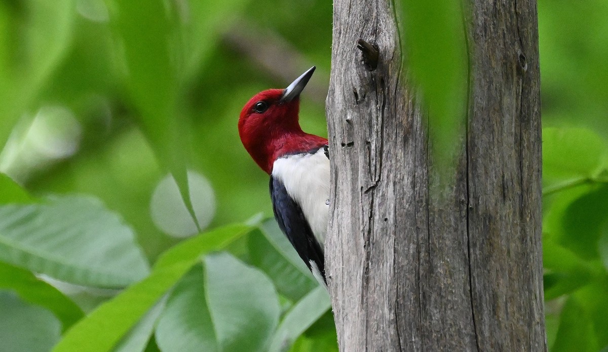 Red-headed Woodpecker - Tim Saylor