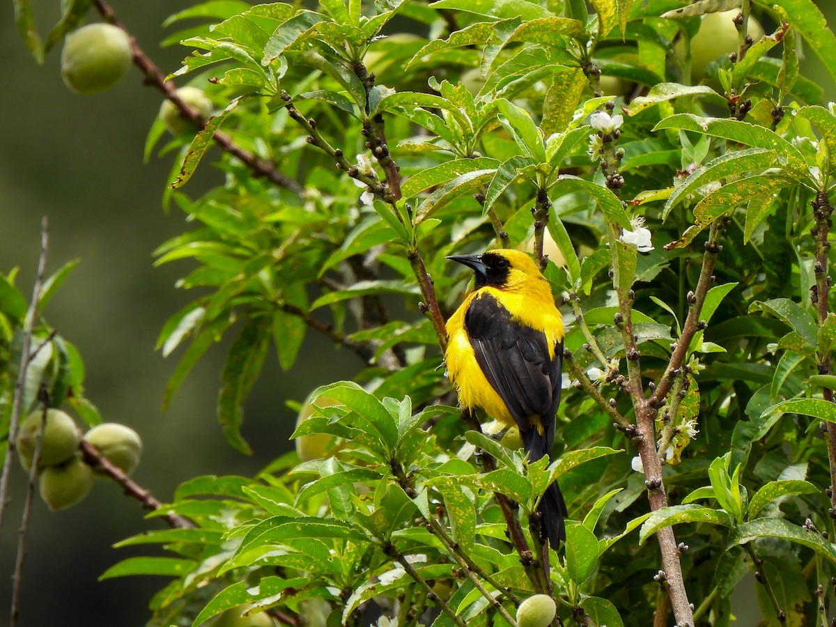 Yellow-backed Oriole - Wilson Ortega