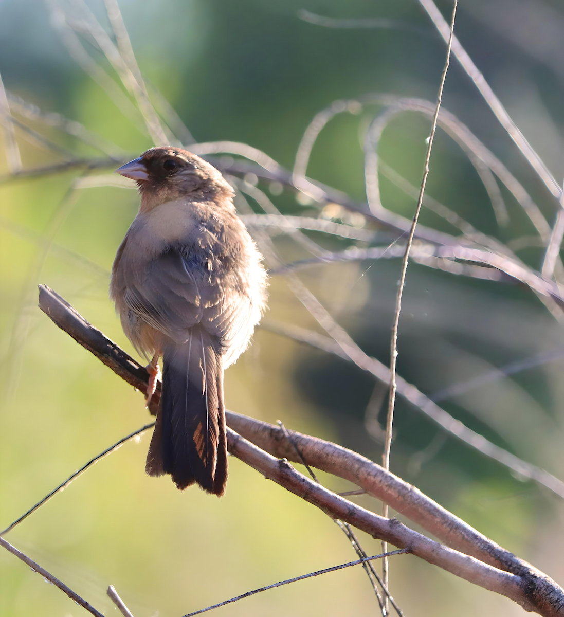 Abert's Towhee - Jennifer Broadwater