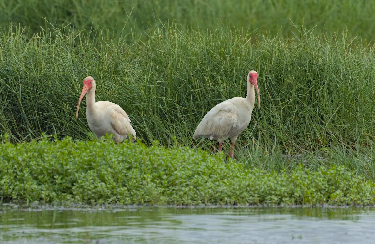 Ibis blanc - ML619579108