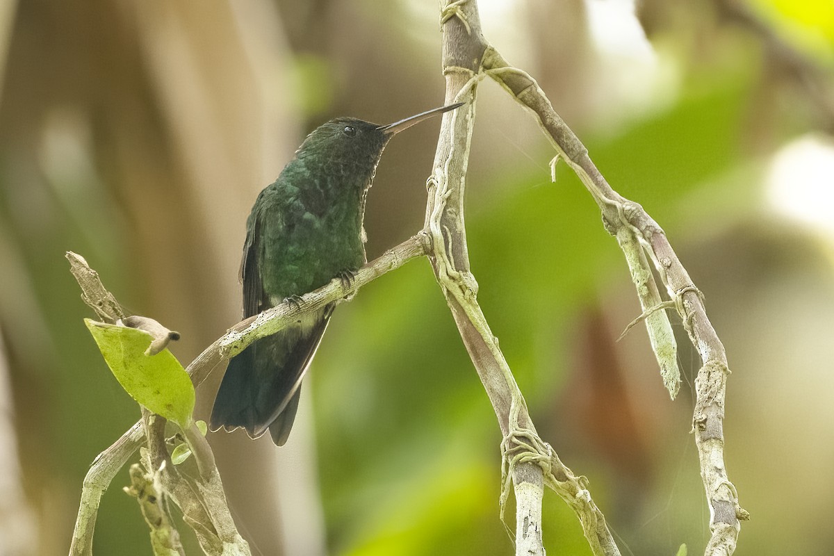 Blue-vented Hummingbird - ML619579109