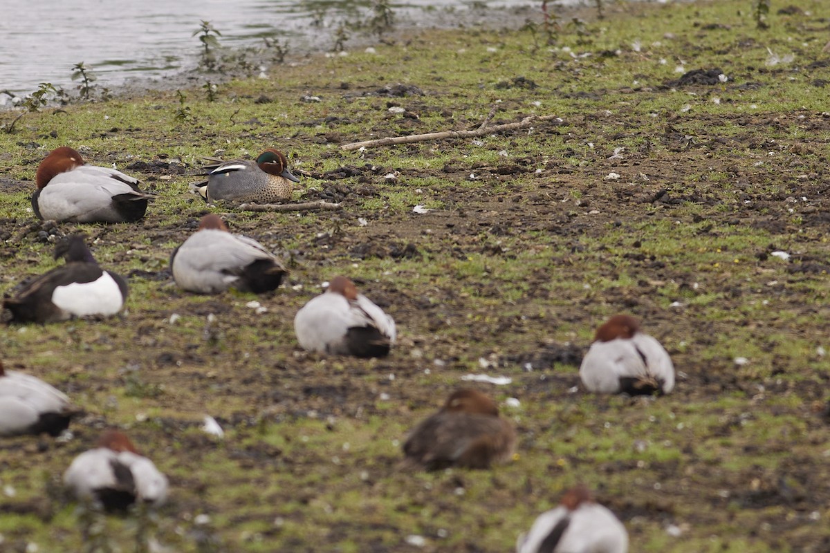 Green-winged Teal - Niall Bell