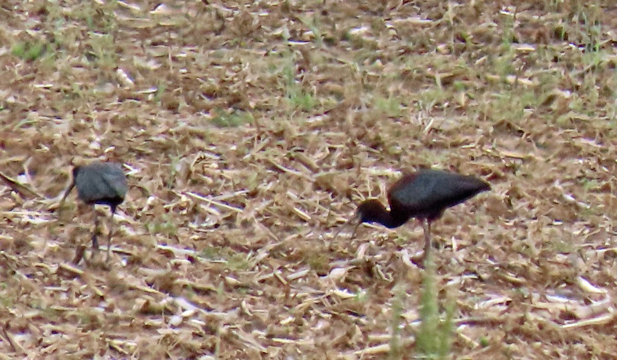 Glossy Ibis - JoAnn Potter Riggle 🦤