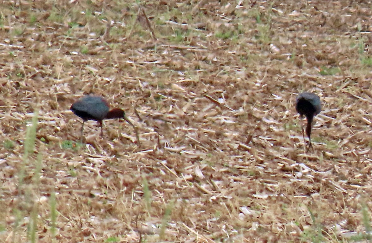 Glossy Ibis - JoAnn Potter Riggle 🦤