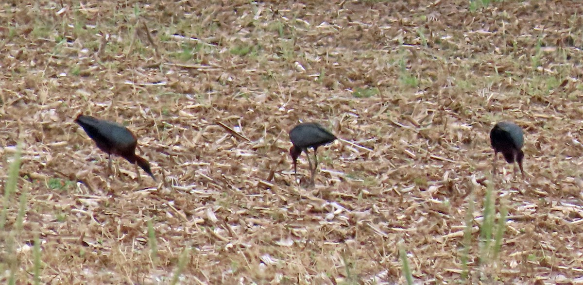 Glossy Ibis - JoAnn Potter Riggle 🦤