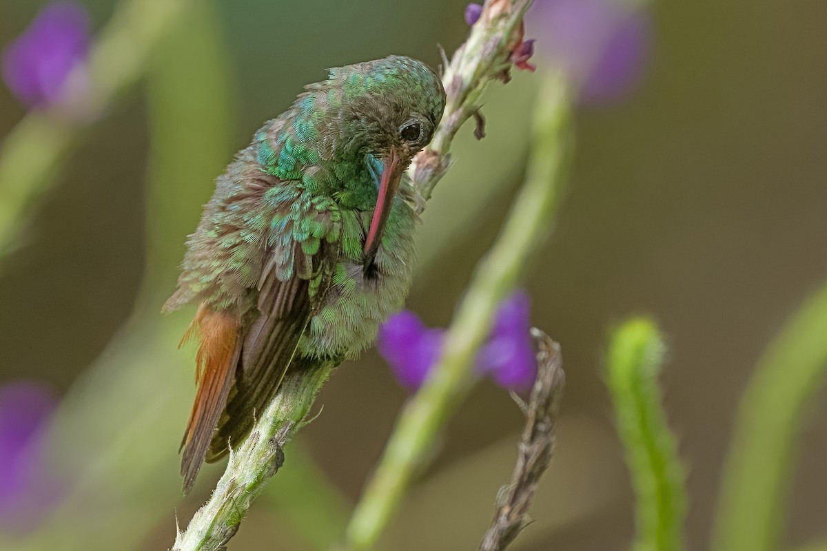 Rufous-tailed Hummingbird - Vic Hubbard