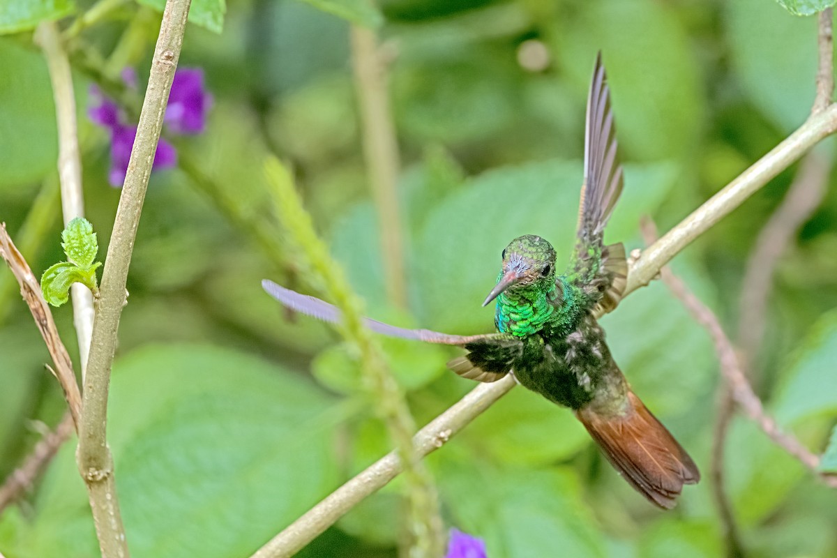 Rufous-tailed Hummingbird - Vic Hubbard