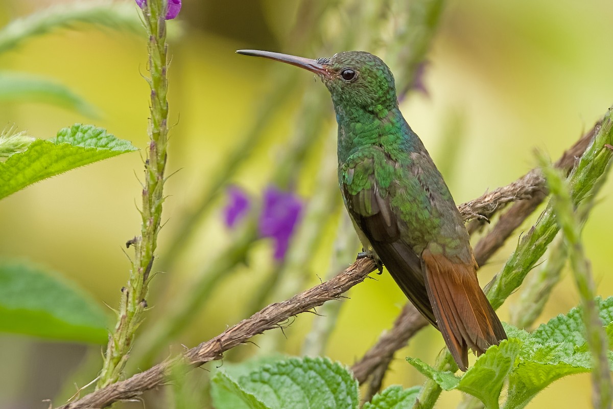 Rufous-tailed Hummingbird - Vic Hubbard