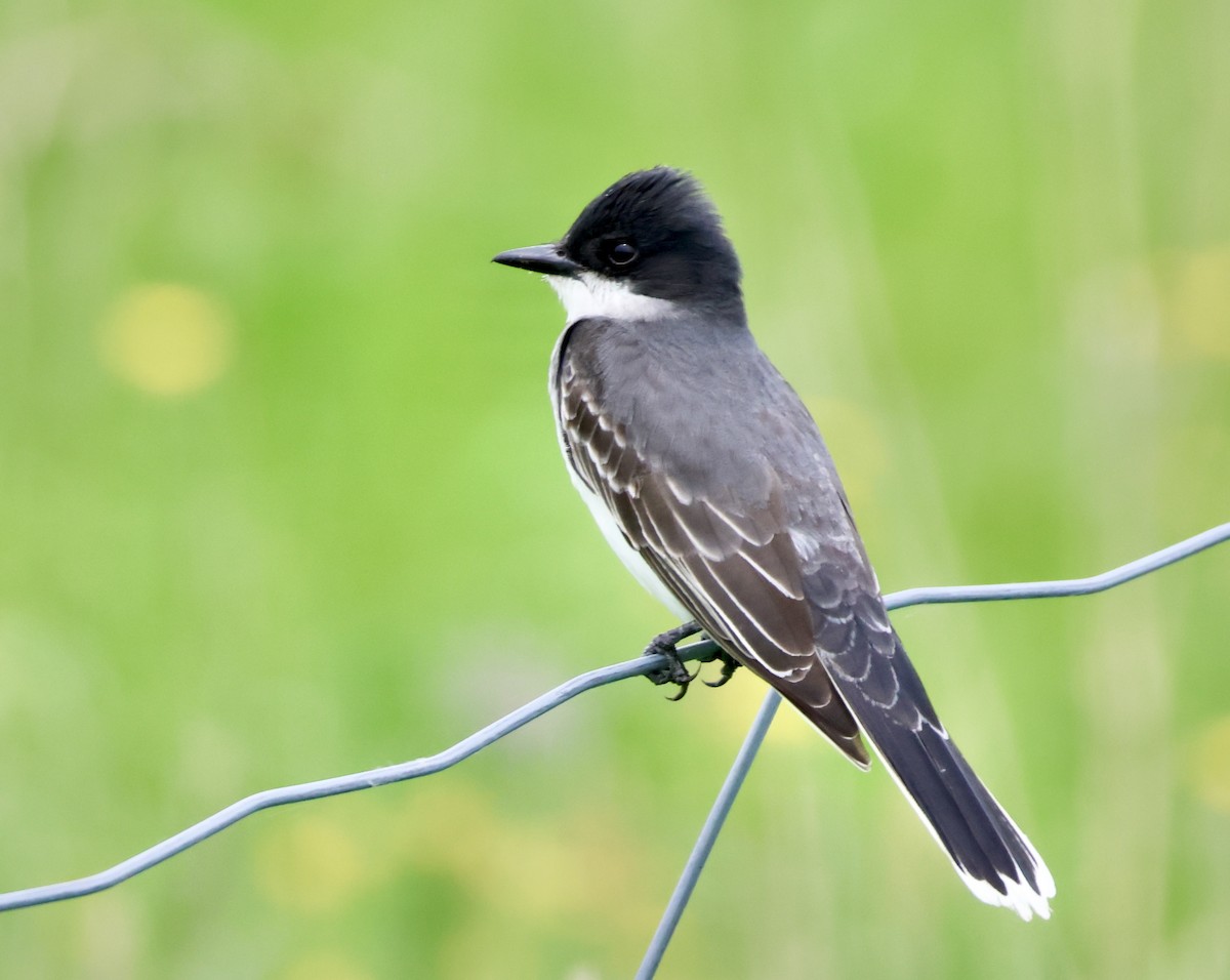 Eastern Kingbird - ML619579133