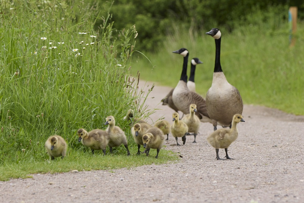 Canada Goose - ML619579134