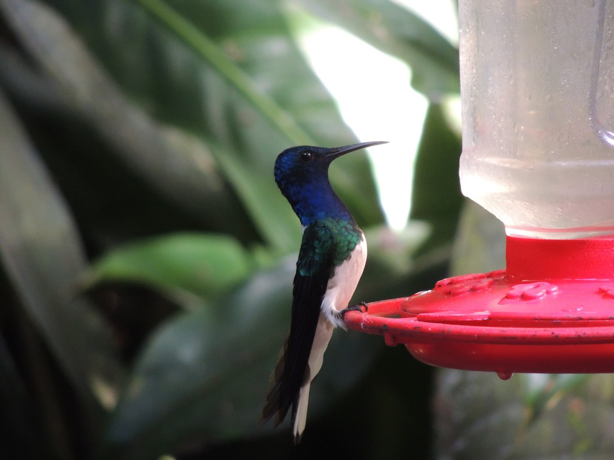 White-necked Jacobin - Roger Lambert