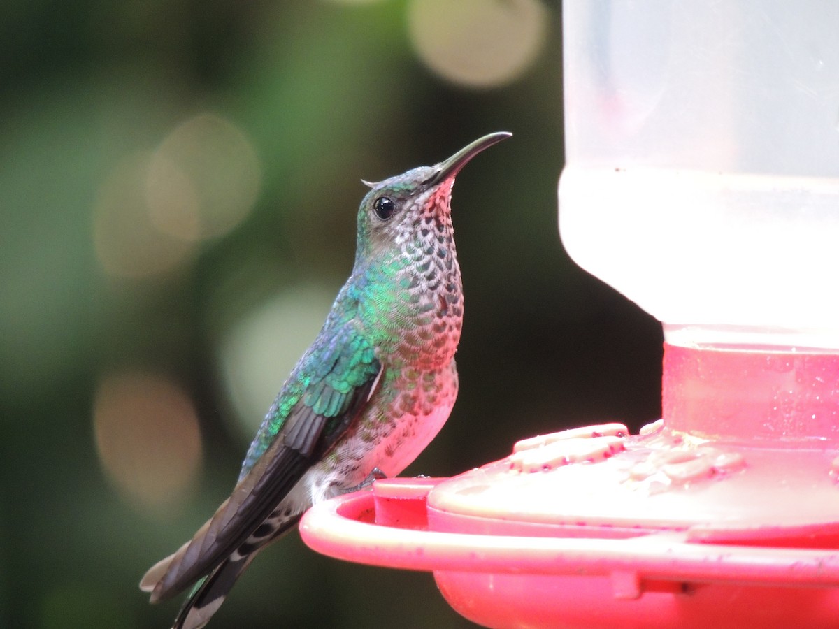 White-necked Jacobin - Roger Lambert