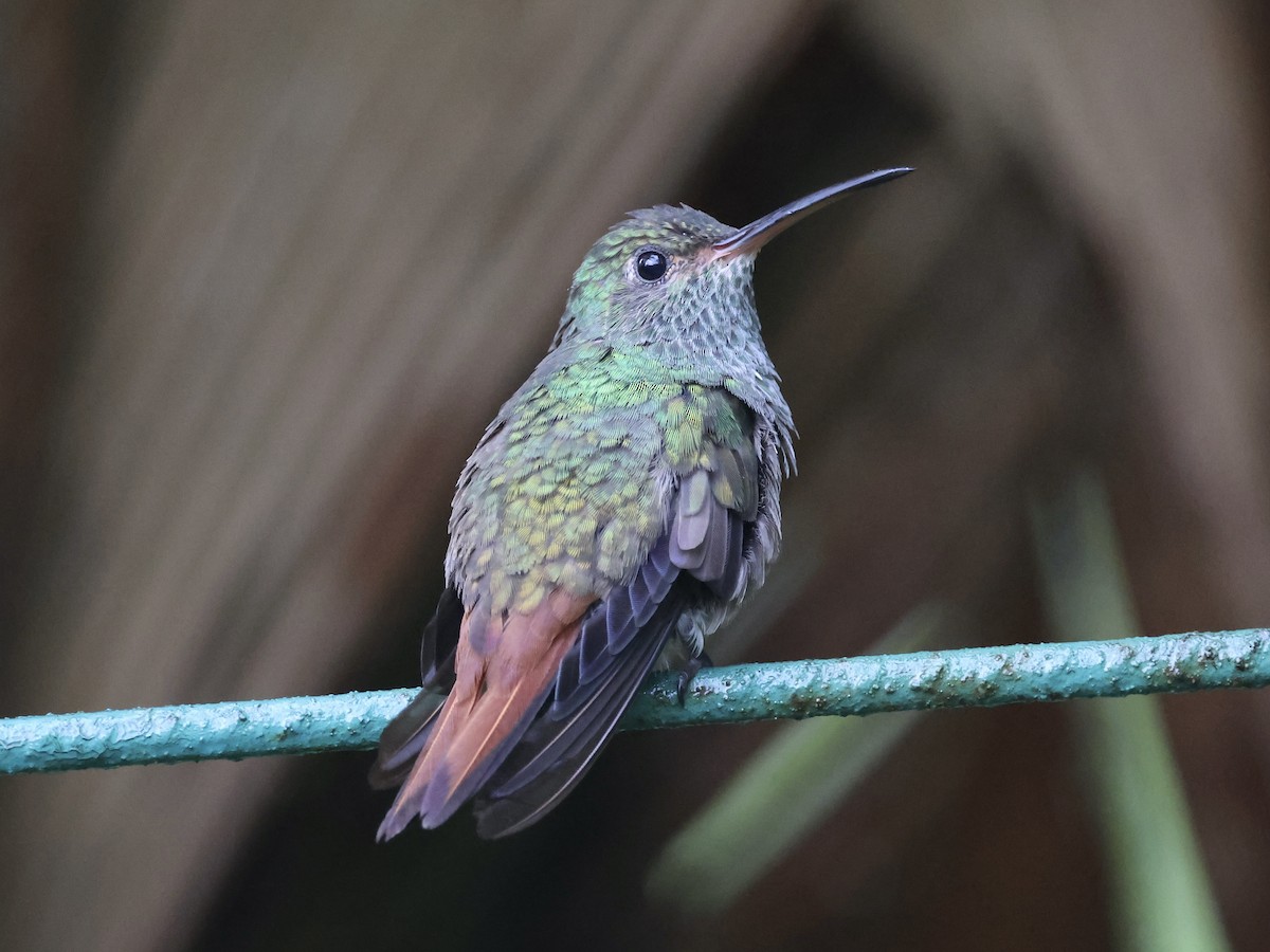 Rufous-tailed Hummingbird - Amy Bishop & Doug Booher