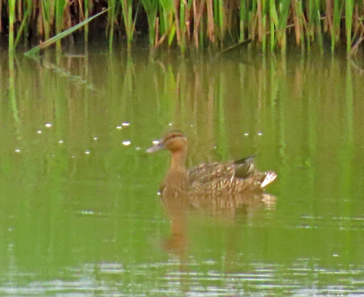 Mallard - JoAnn Potter Riggle 🦤