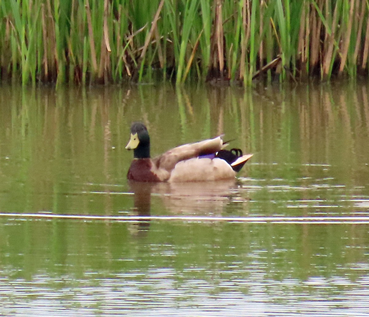 Mallard - JoAnn Potter Riggle 🦤