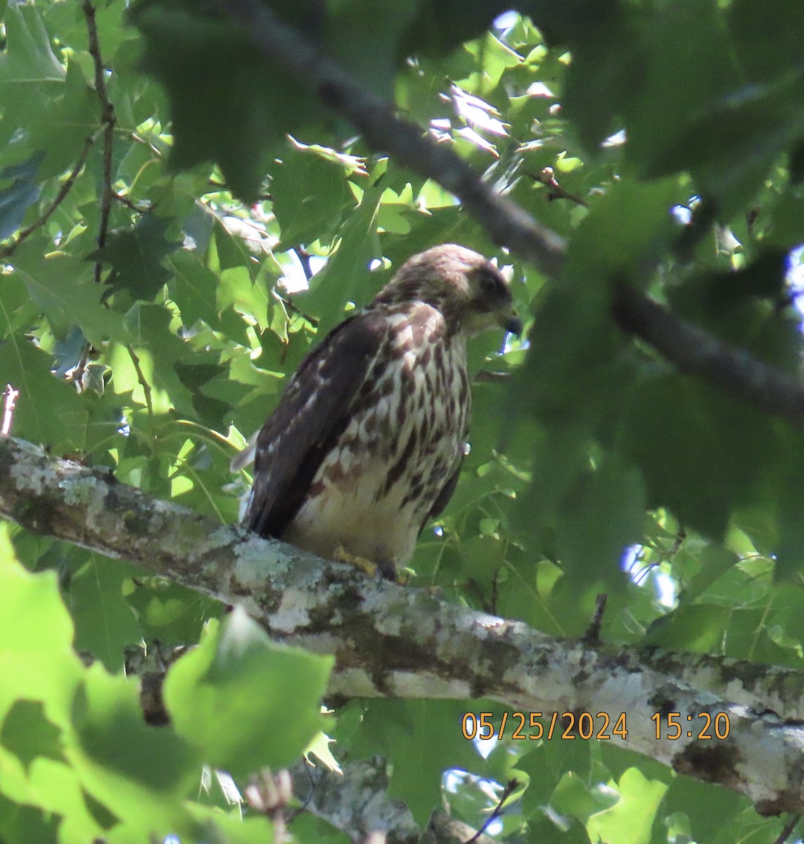 Broad-winged Hawk - Katherine Wychulis