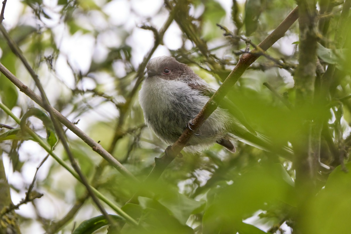 Long-tailed Tit - Niall Bell