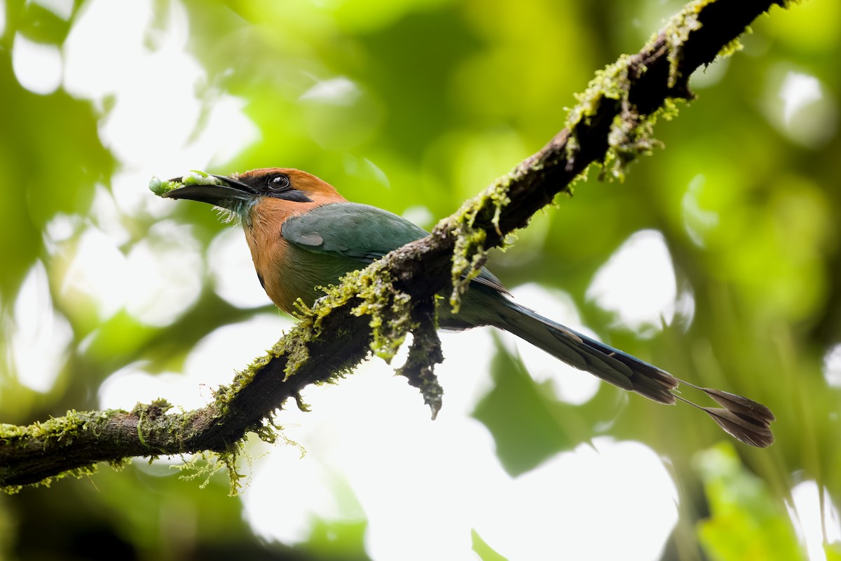 Broad-billed Motmot - Vic Hubbard