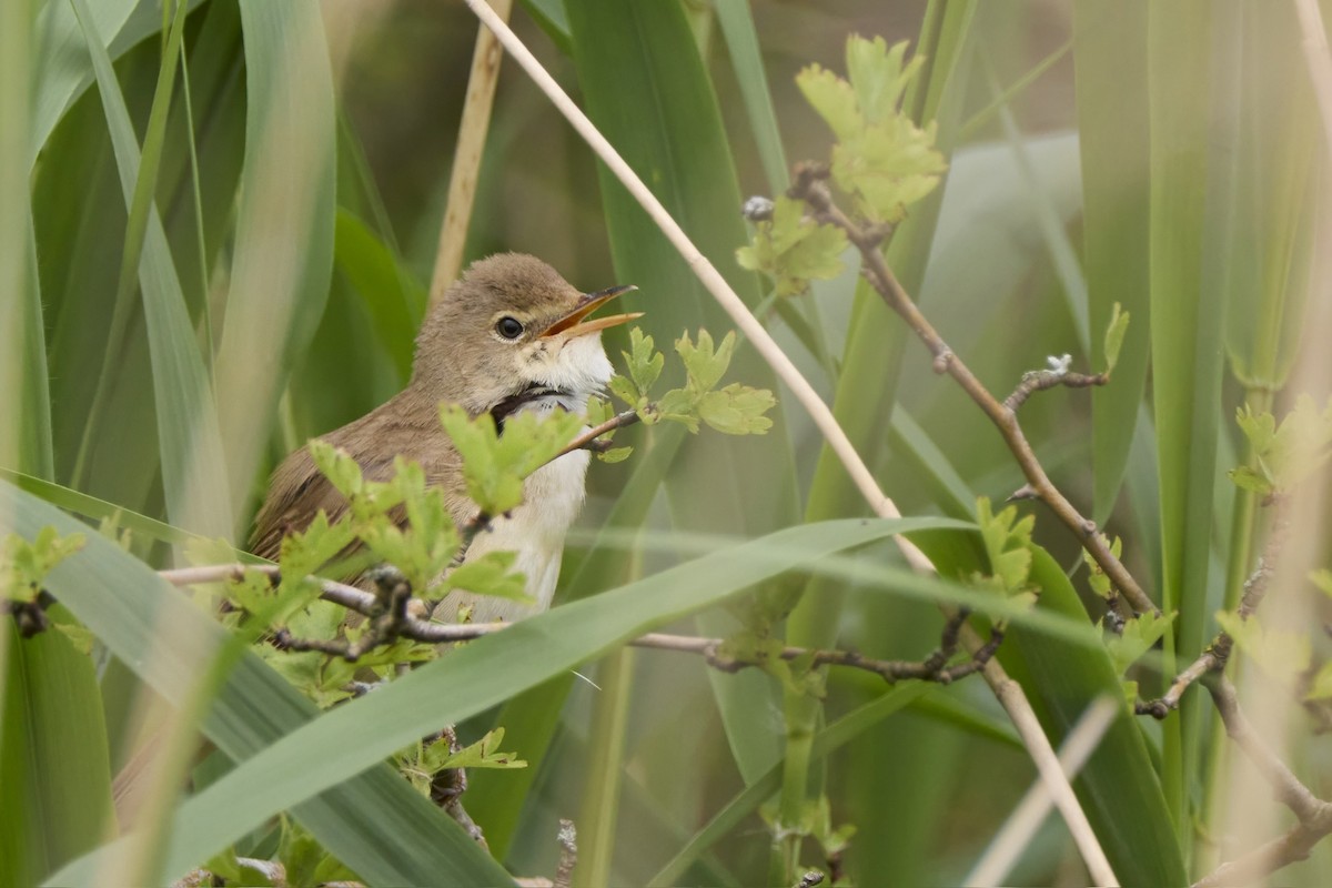 Common Reed Warbler - ML619579153