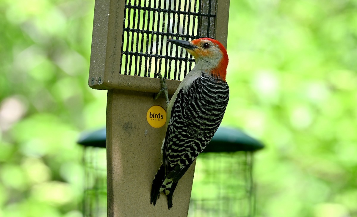 Red-bellied Woodpecker - Tim Saylor