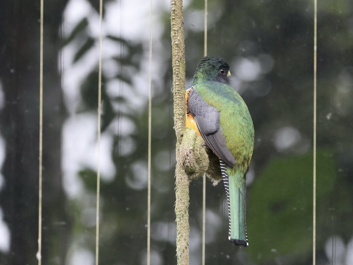 Collared Trogon - Amy Bishop & Doug Booher