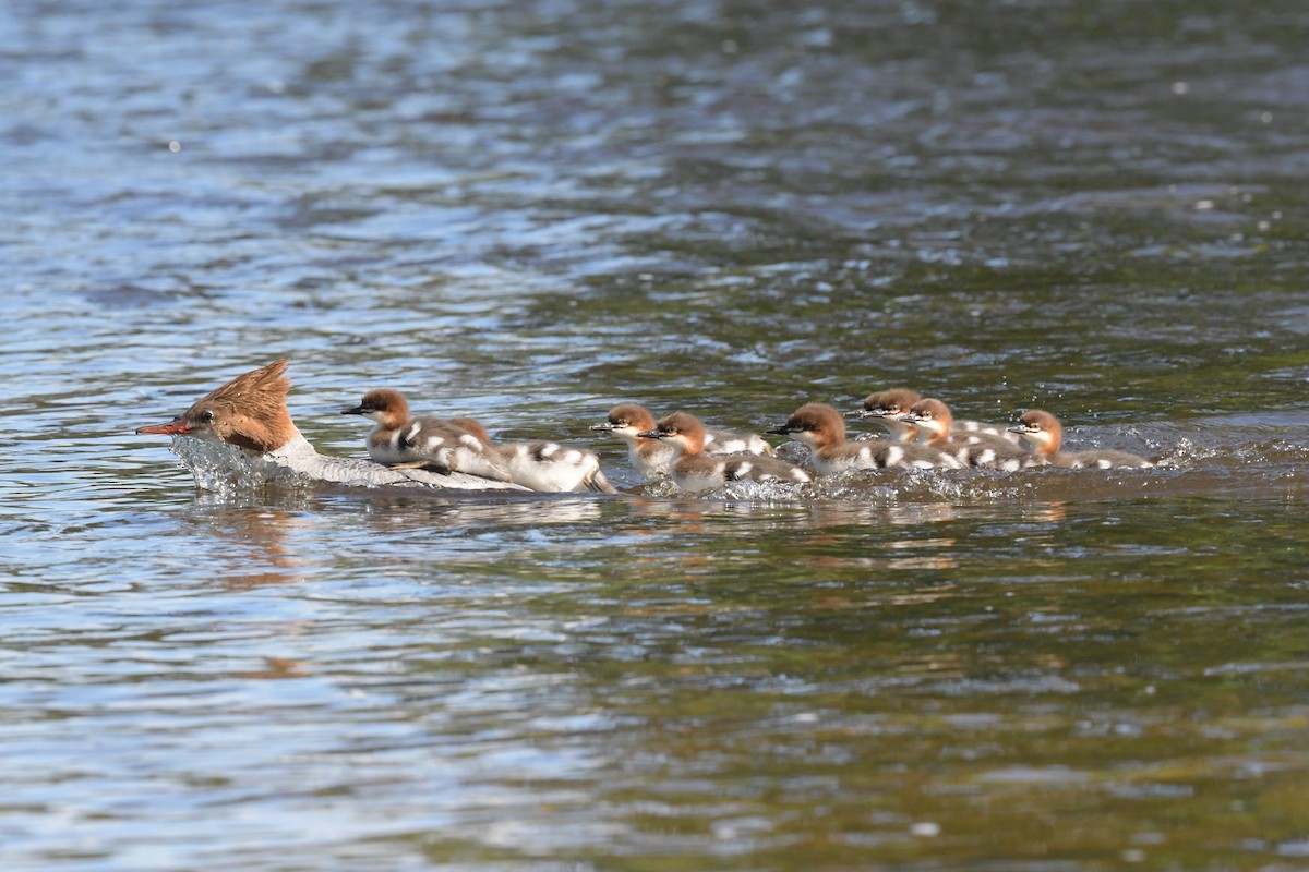 Common Merganser - Igor Kabic