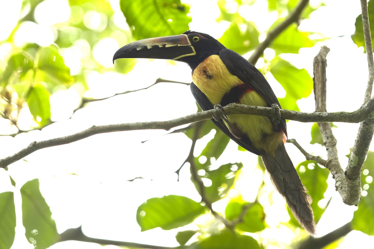 Collared Aracari - Vic Hubbard