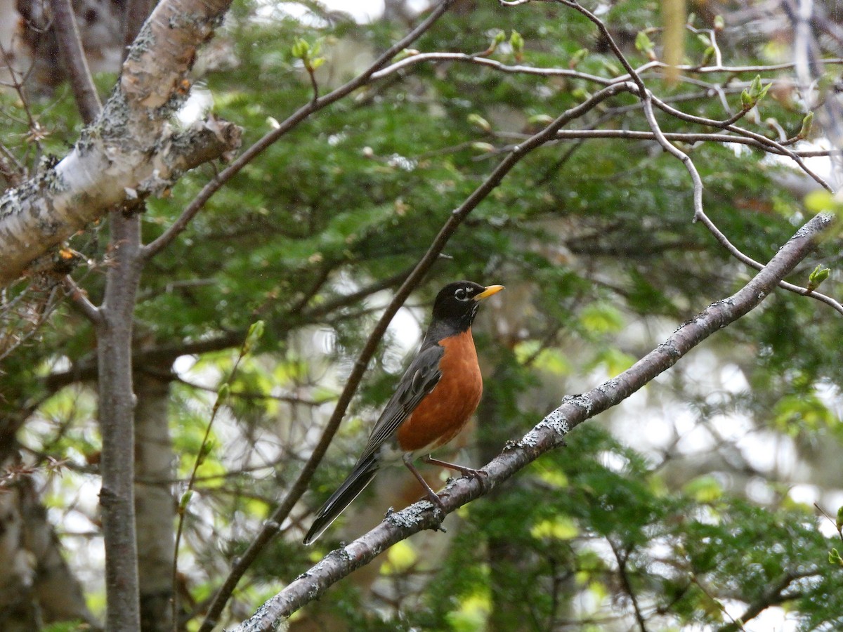 American Robin - ML619579160