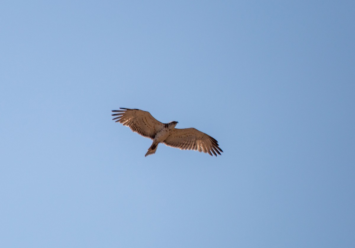 Short-toed Snake-Eagle - Ali COBANOGLU