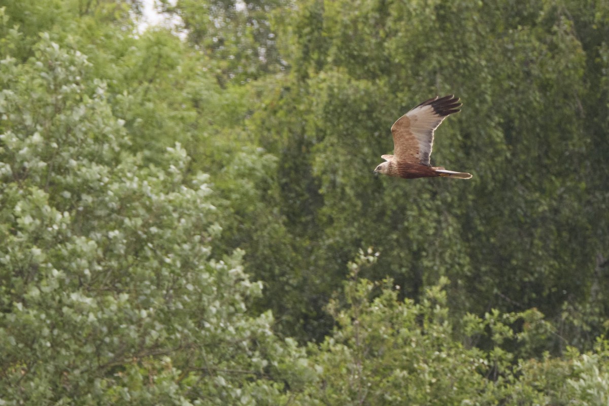 Western Marsh Harrier - Niall Bell