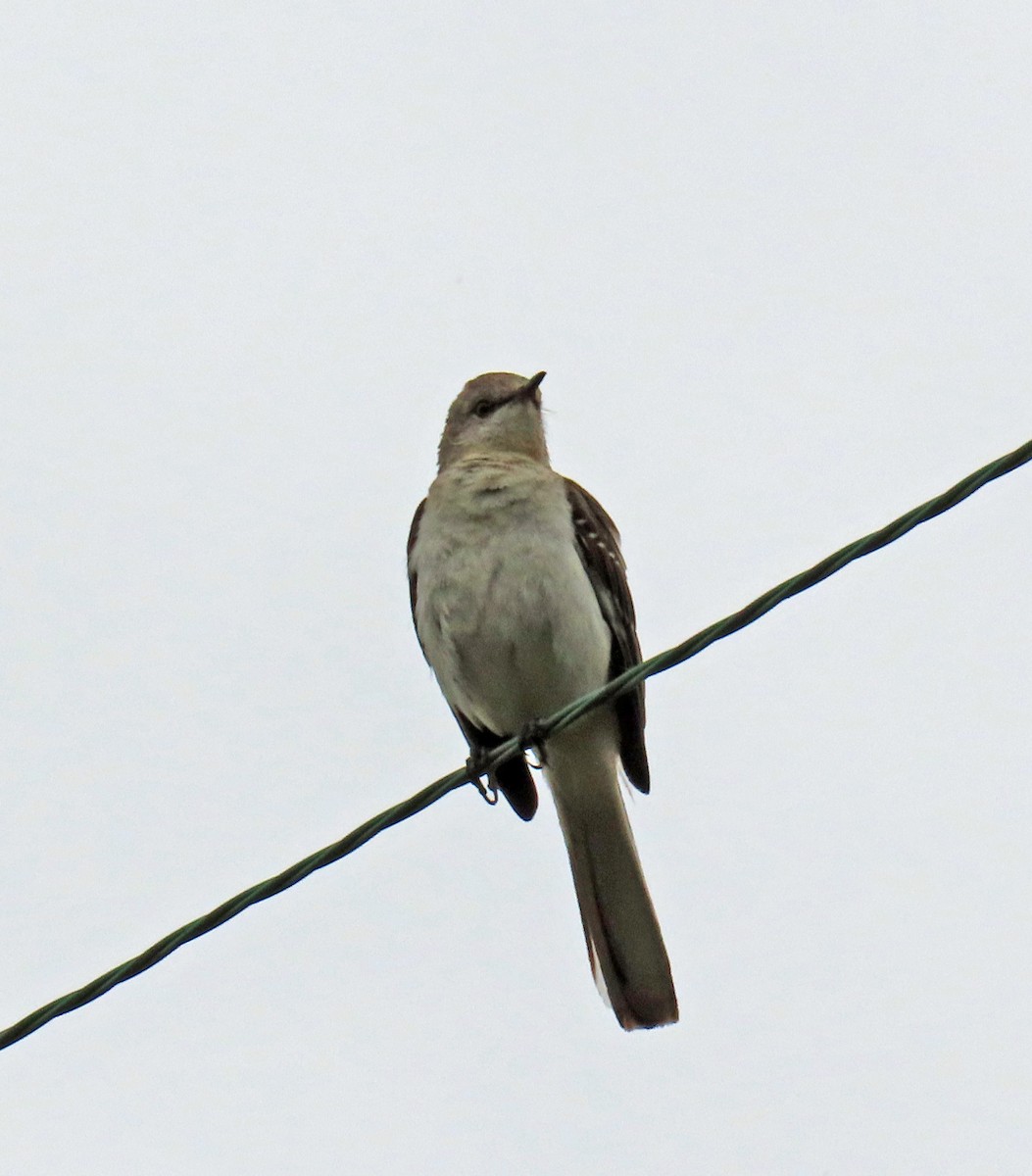 Northern Mockingbird - JoAnn Potter Riggle 🦤