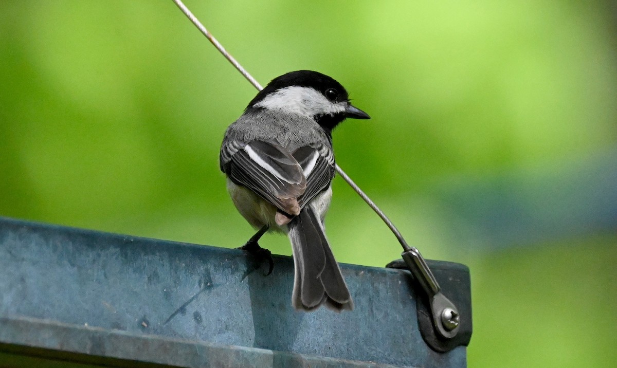 Black-capped Chickadee - Tim Saylor