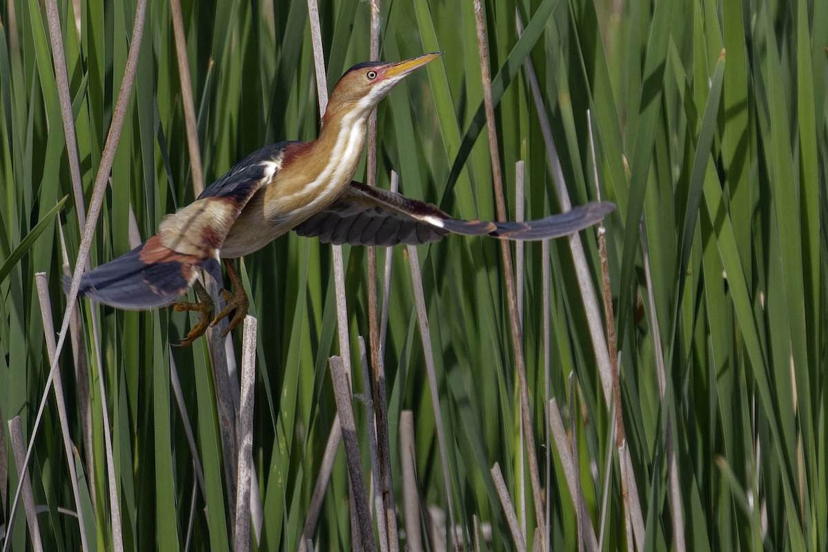 Least Bittern - Mario St-Gelais