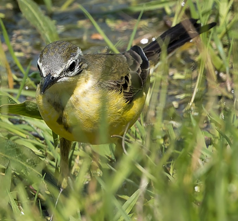 Western Yellow Wagtail - ML619579179