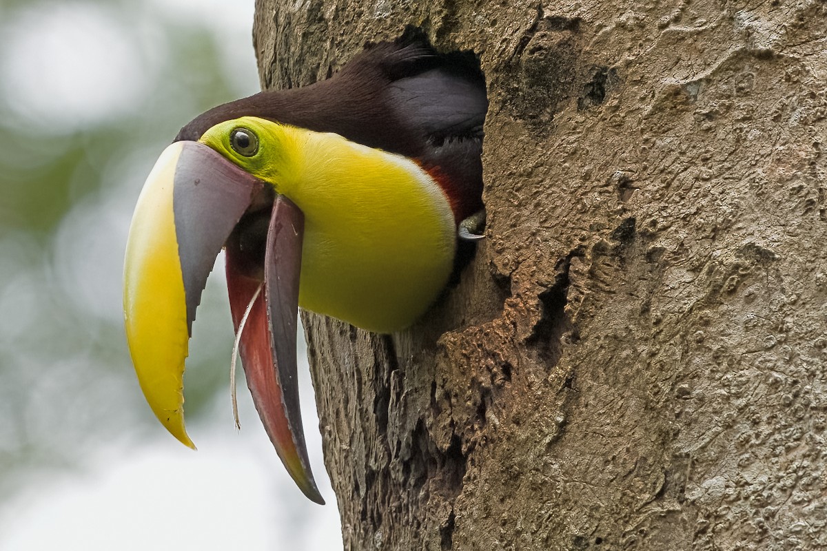 Yellow-throated Toucan - Vic Hubbard