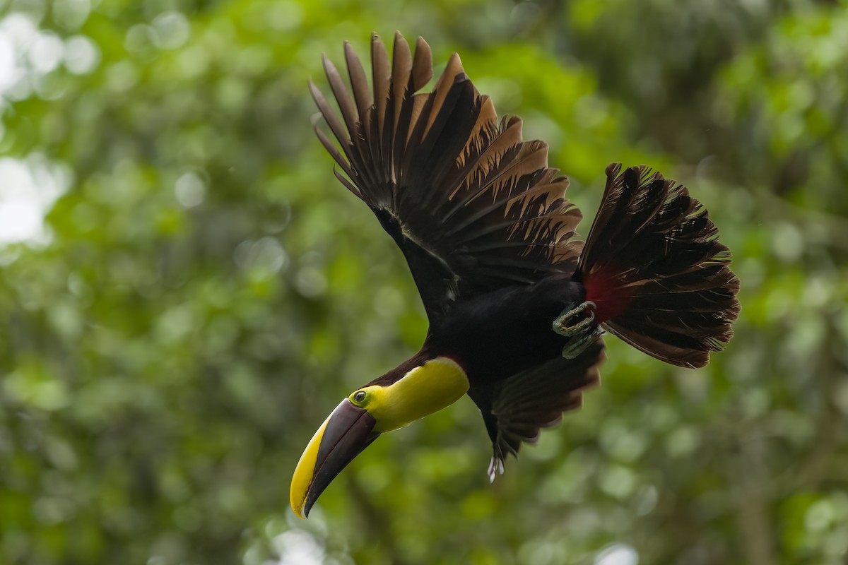 Yellow-throated Toucan - Vic Hubbard