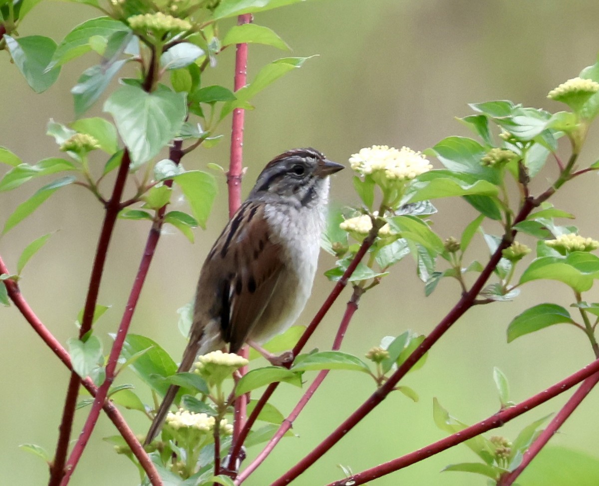 Swamp Sparrow - Charlie   Nims