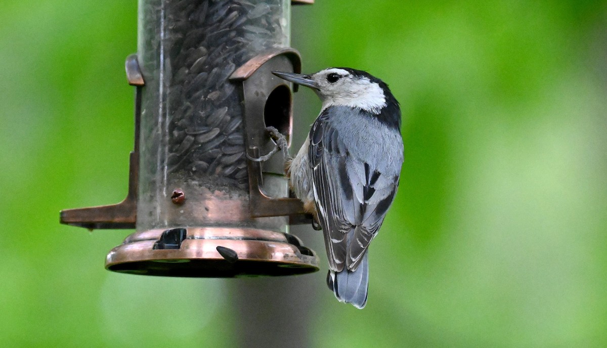 White-breasted Nuthatch - Tim Saylor